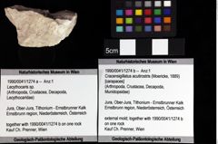 Foto (Objket + Etiketten) von Cracensigillatus acutirostris (Moericke, 1889) 